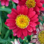 Agryranthemum Day-Zee Red